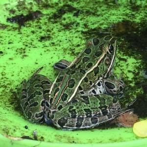 Meet your Posher, Lydia